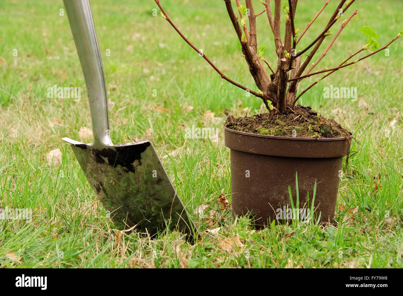 Strauch einpflanzen - piantare un arbusto 02 Foto Stock
