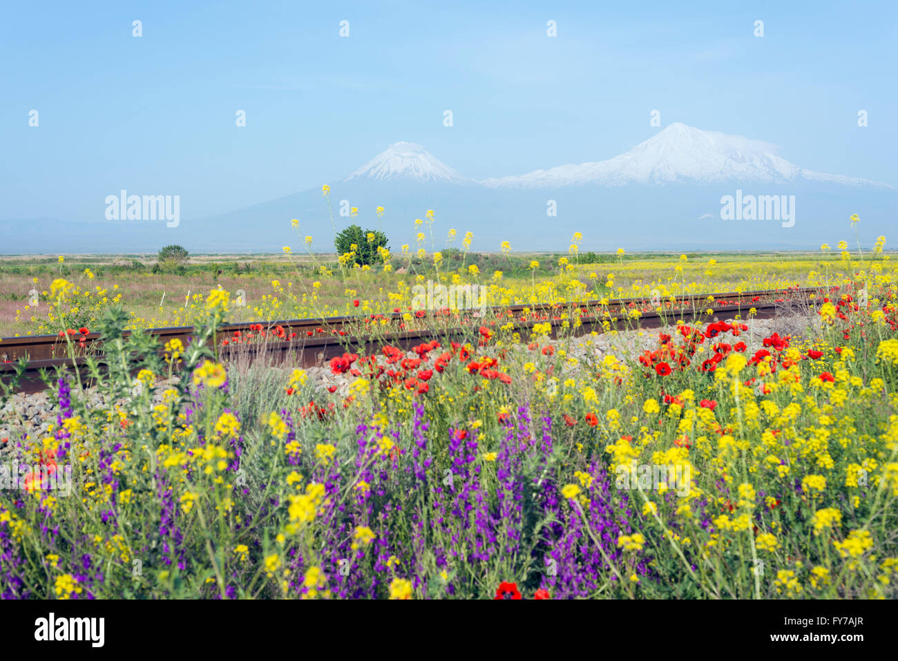 Eurasia, regione del Caucaso, dell'Armenia, il monte Ararat (5137m), la montagna più alta in Turchia fotografata da Armenia Foto Stock