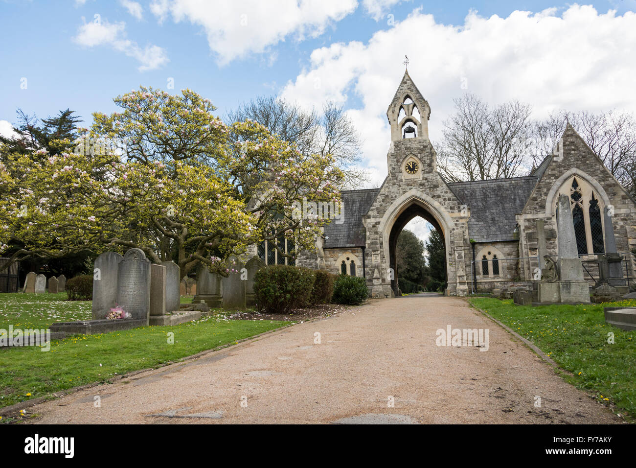 Magnolie tra le lapidi a South Ealing cimitero, London, W5, Regno Unito Foto Stock