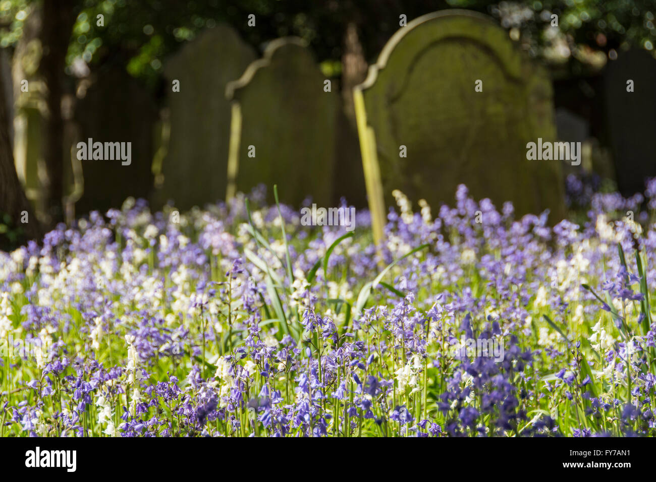 Fasce di primavera Bluebells tra la tomba di pietre di South Ealing cimitero, London, W5, Regno Unito Foto Stock