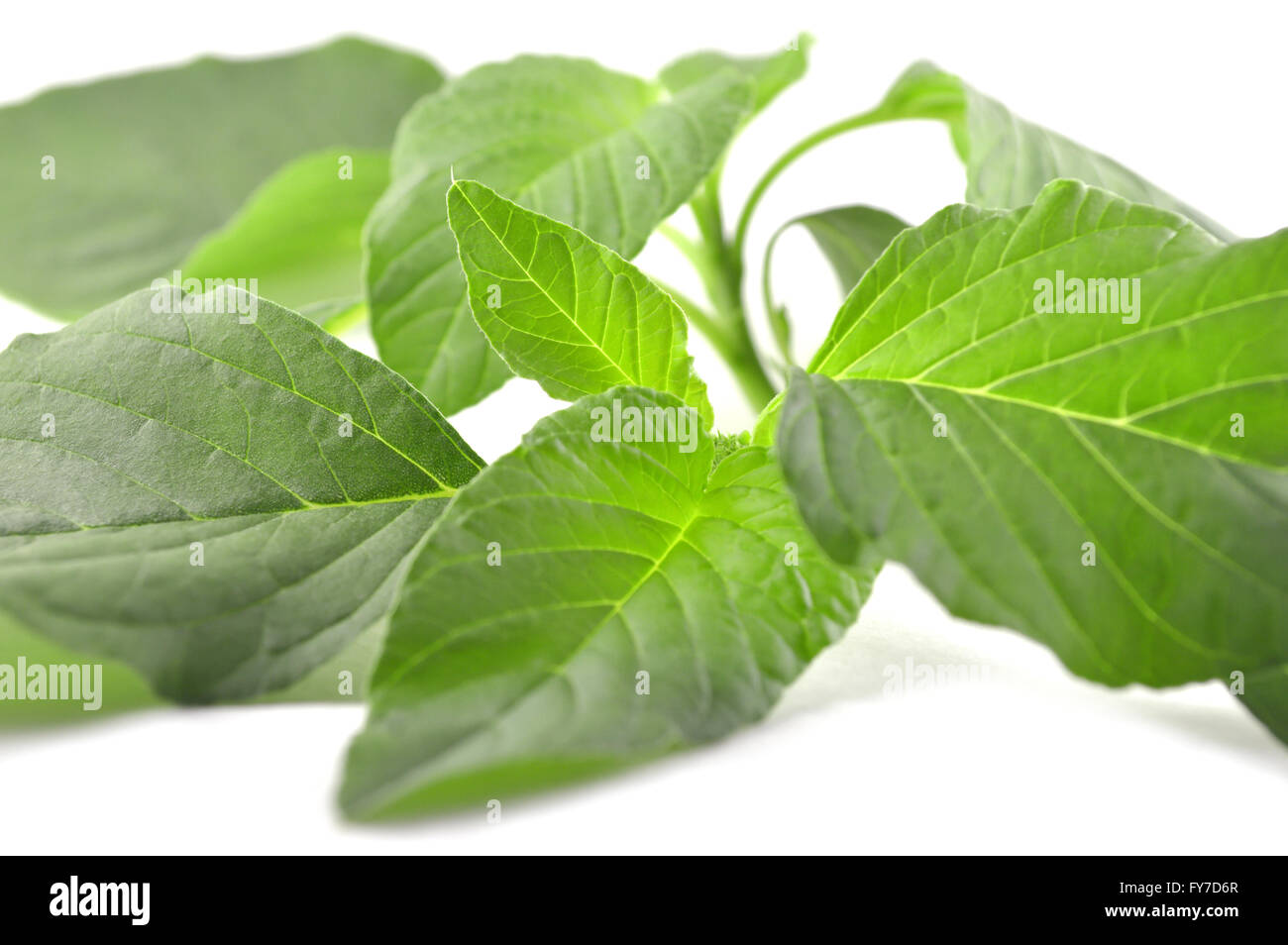 Amaranto, Amaranthus sp., Famiglia Amaranthaceae, Centrale della Thailandia Foto Stock