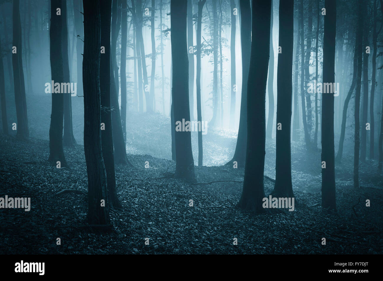 Foresta scura nella nebbia di notte Foto Stock