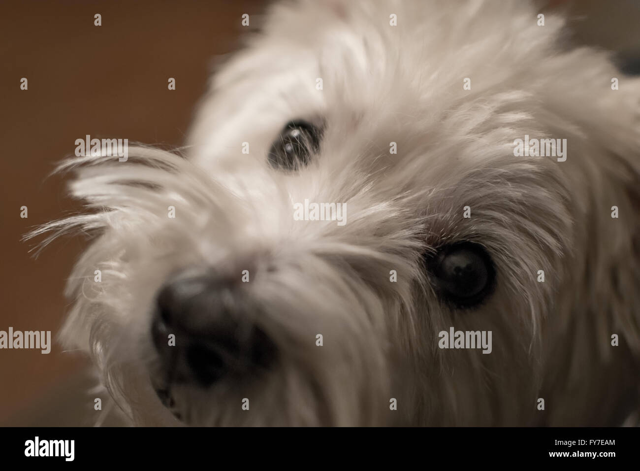 Un Westie carino Foto Stock