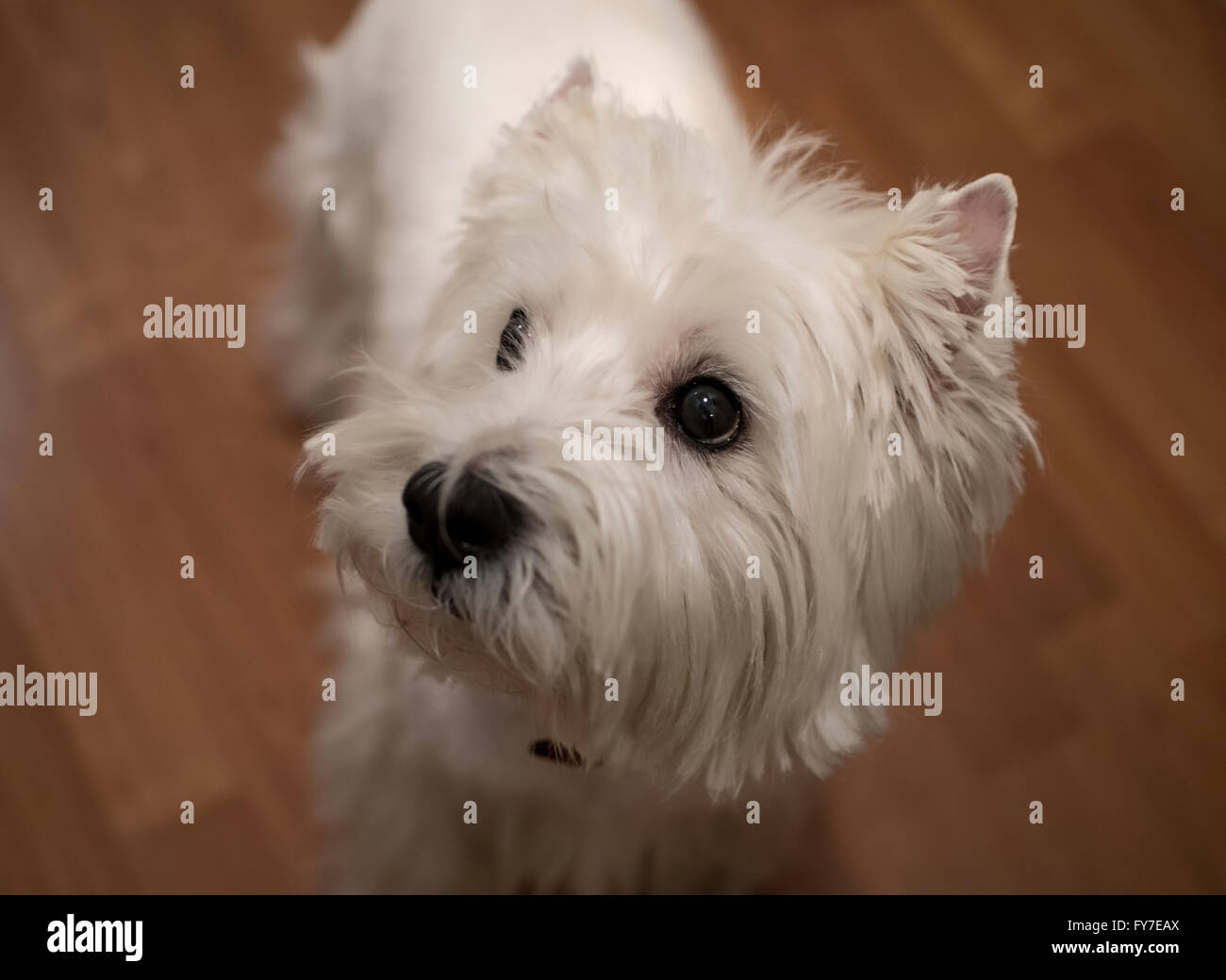 Un Westie carino Foto Stock