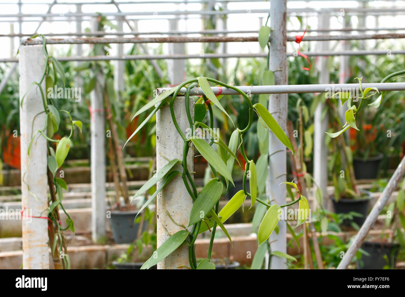 La coltivazione di vaniglia farm, Vanilla planifolia (disambigua) Piantare  per raccogliere i frutti per estrarre aroma di vaniglia Foto stock - Alamy