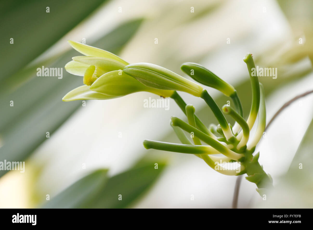 Vanilla planifolia è un membro di vaniglia orchid. La risorsa di aroma vaniglia. Foto Stock