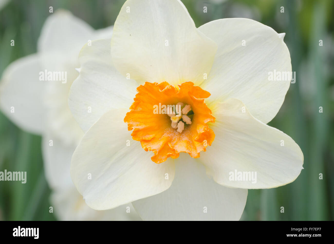 Primo piano al bianco fiore di narciso Foto Stock