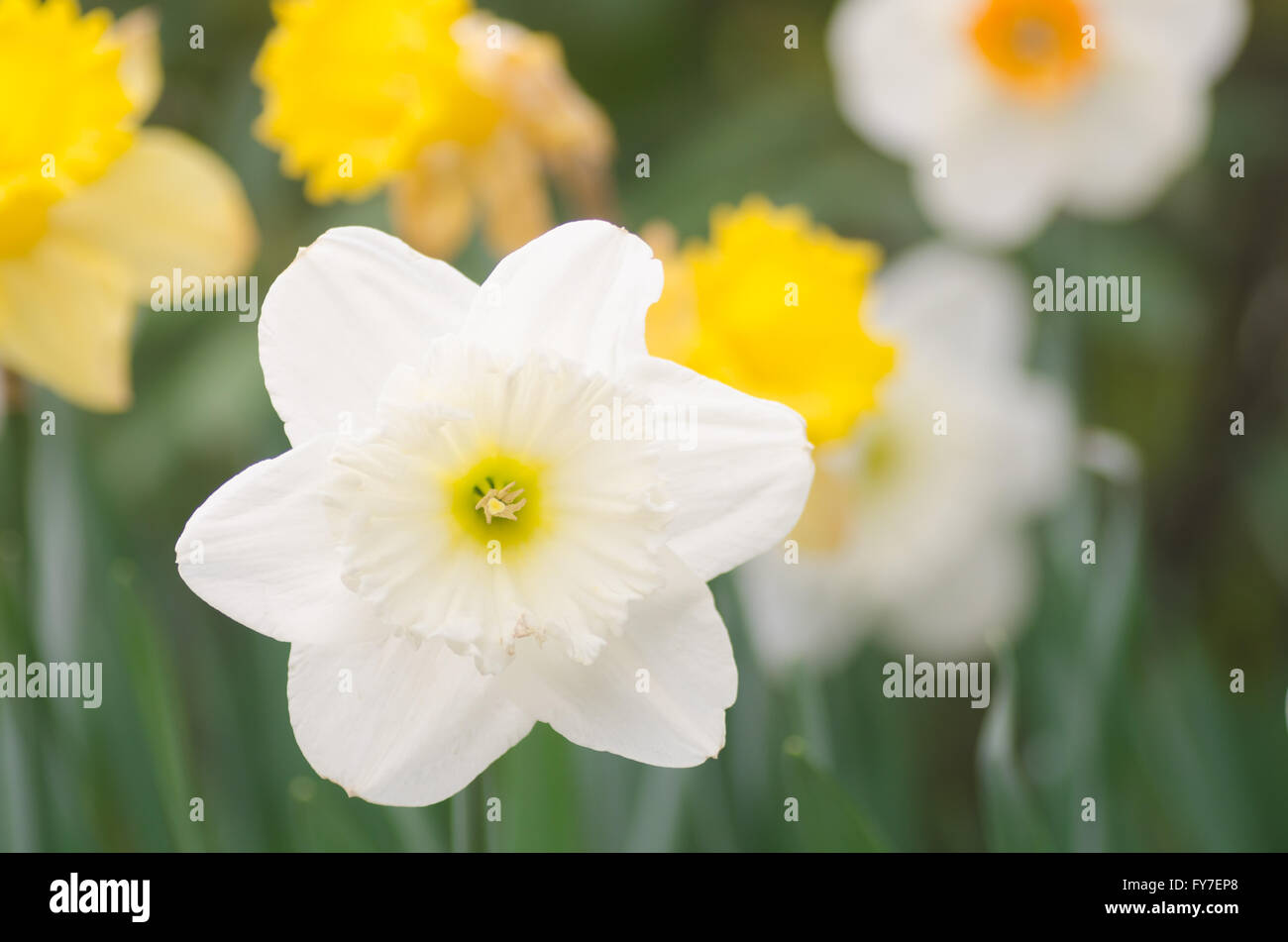 Primo piano al bianco fiore di narciso Foto Stock