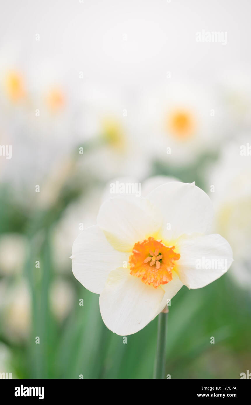 Primo piano al bianco fiore di narciso Foto Stock