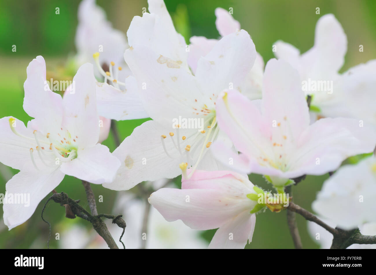 Primo piano a bianco magnolia blossom Foto Stock