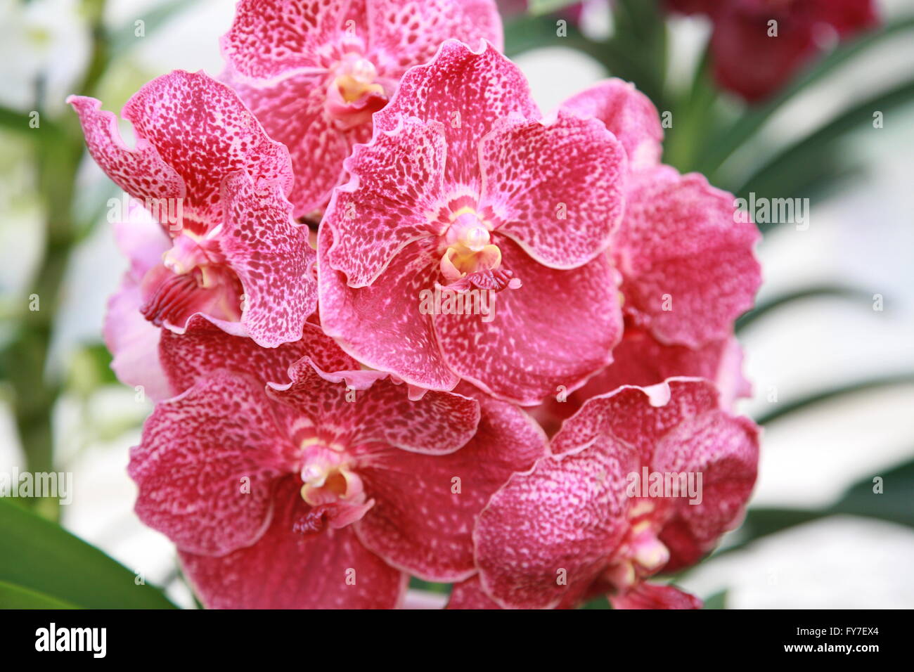 Close up di orchidea rossa pianta fiori. Fotografia di Doreen Kennedy Foto Stock