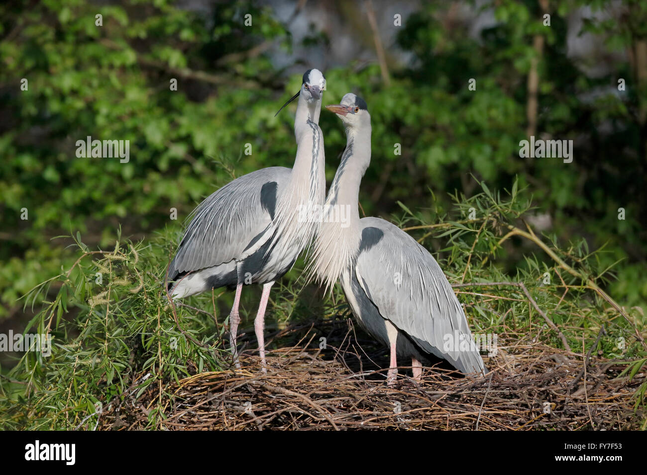 Airone cenerino, Ardea cinerea, due uccelli sul nido, Regents Park, Londra, Aprile 2016 Foto Stock