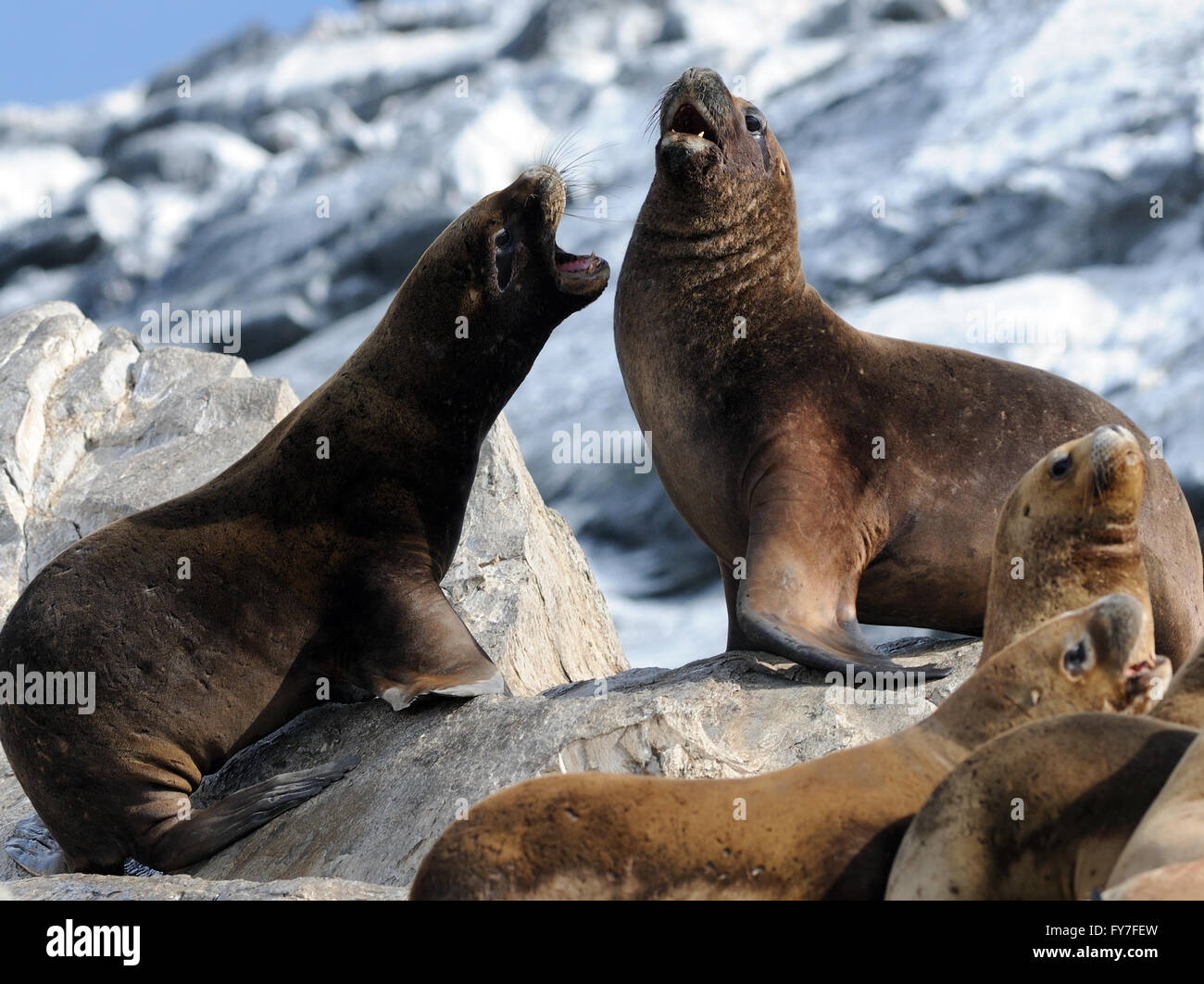 Voce maschile Sud Americana dei leoni di mare (Otaria flavescens) diverbio su un isolotto roccioso nel Canale di Beagle. Ushuaia, Argentina. Foto Stock