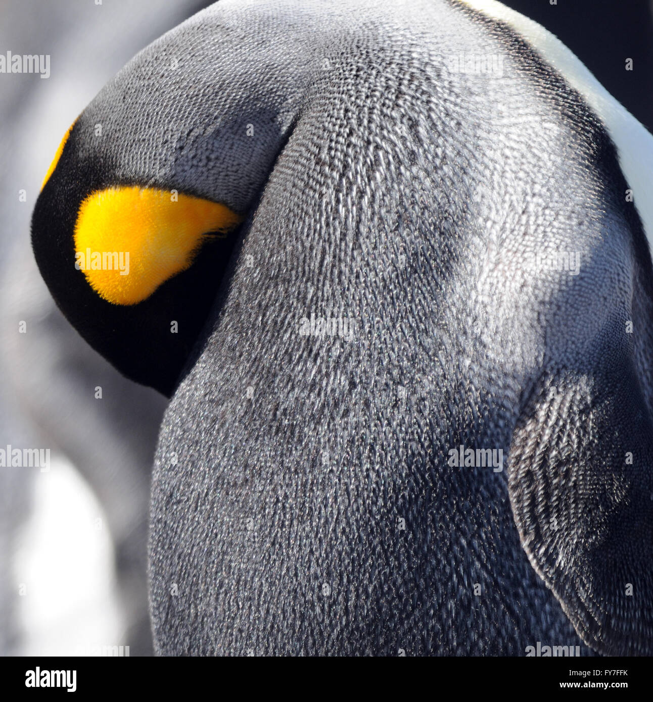 Un pinguino reale (Aptenodytes patagonicus preens). Saunders Island, Isole Falkland. Foto Stock