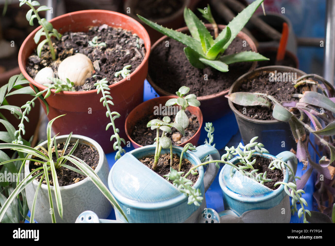 Molti differenti tipi di piante in vasi differenti Foto Stock