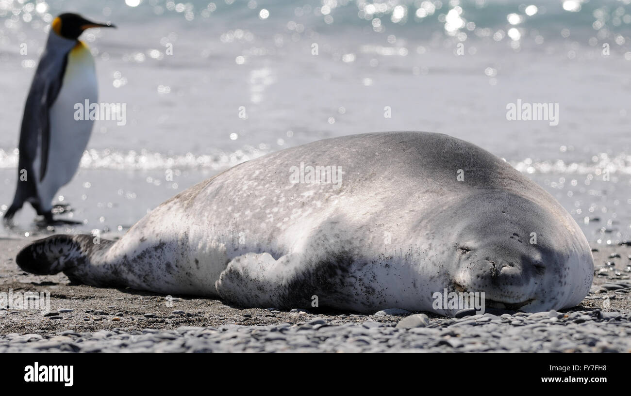 Una guarnizione di tenuta di Leopard (Hydrurga leptonyx) e King penguin (Aptenodytes patagonicus) sulla spiaggia di Salisbury Plain Foto Stock