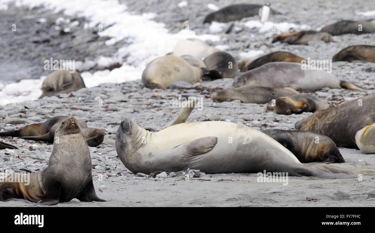 Giovane elefante meridionale guarnizioni (Mirounga leonina) e Antartico le foche (Arctocephalus gazella) poggiano sulla spiaggia Foto Stock