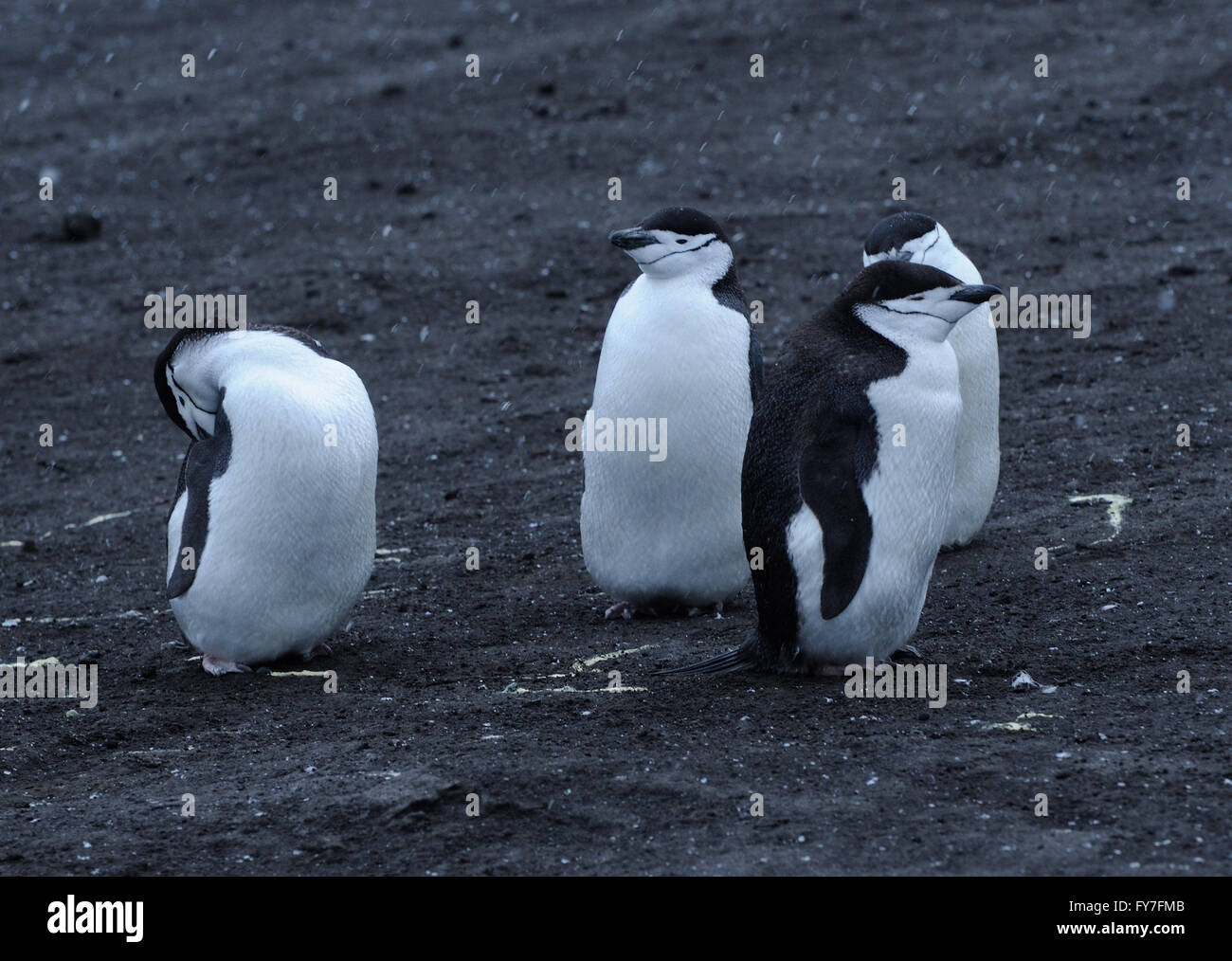 Quattro pinguini Chinstrap (Pygoscelis Antartide)) stand sulla sabbia nera vulcanica nella loro colonia nidificazione. Saunders Island, Foto Stock