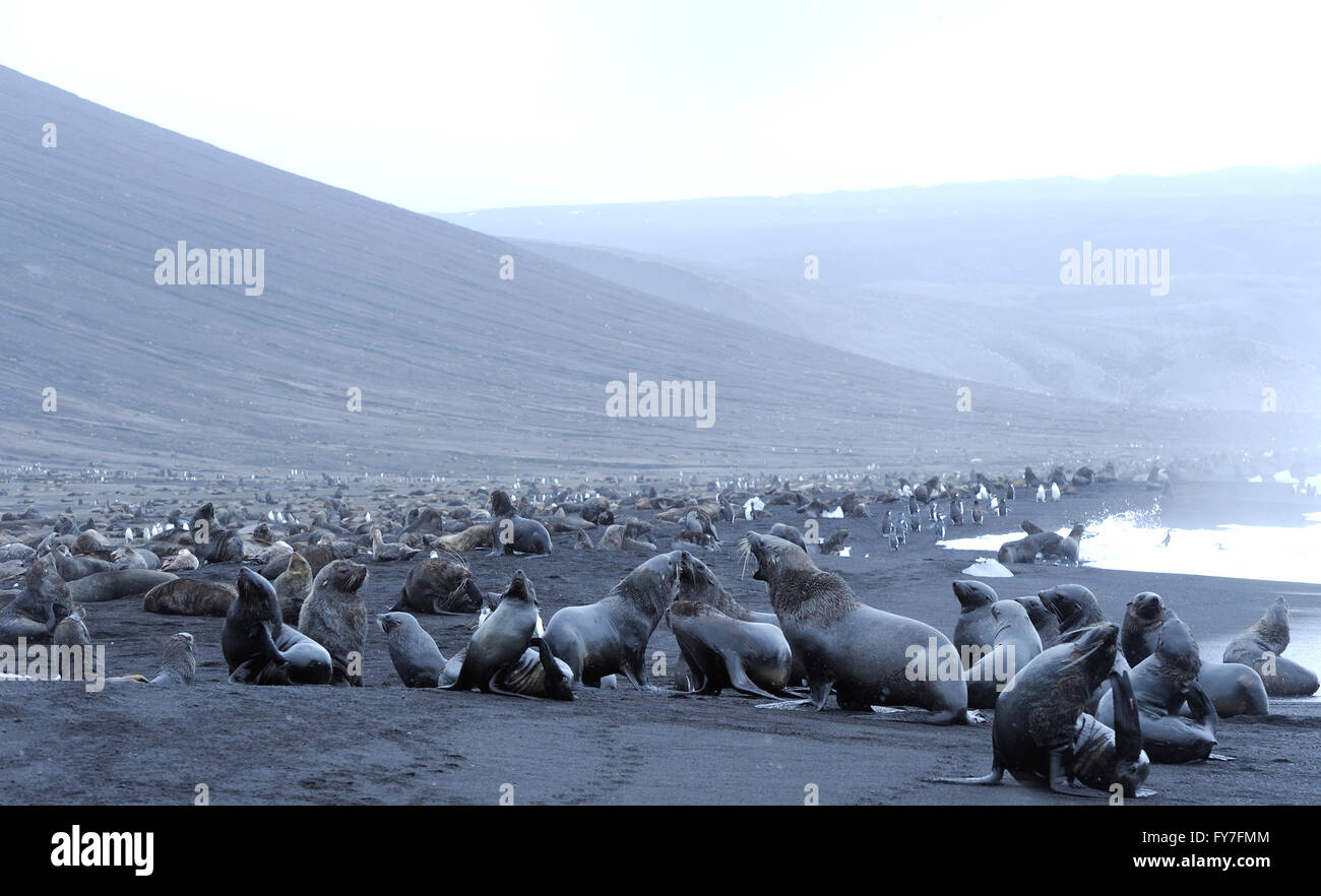 Antartico le foche (Arctocephalus gazella) sulla sabbia nera vulcanica della spiaggia di Saunders Island. Saunders Island, Foto Stock