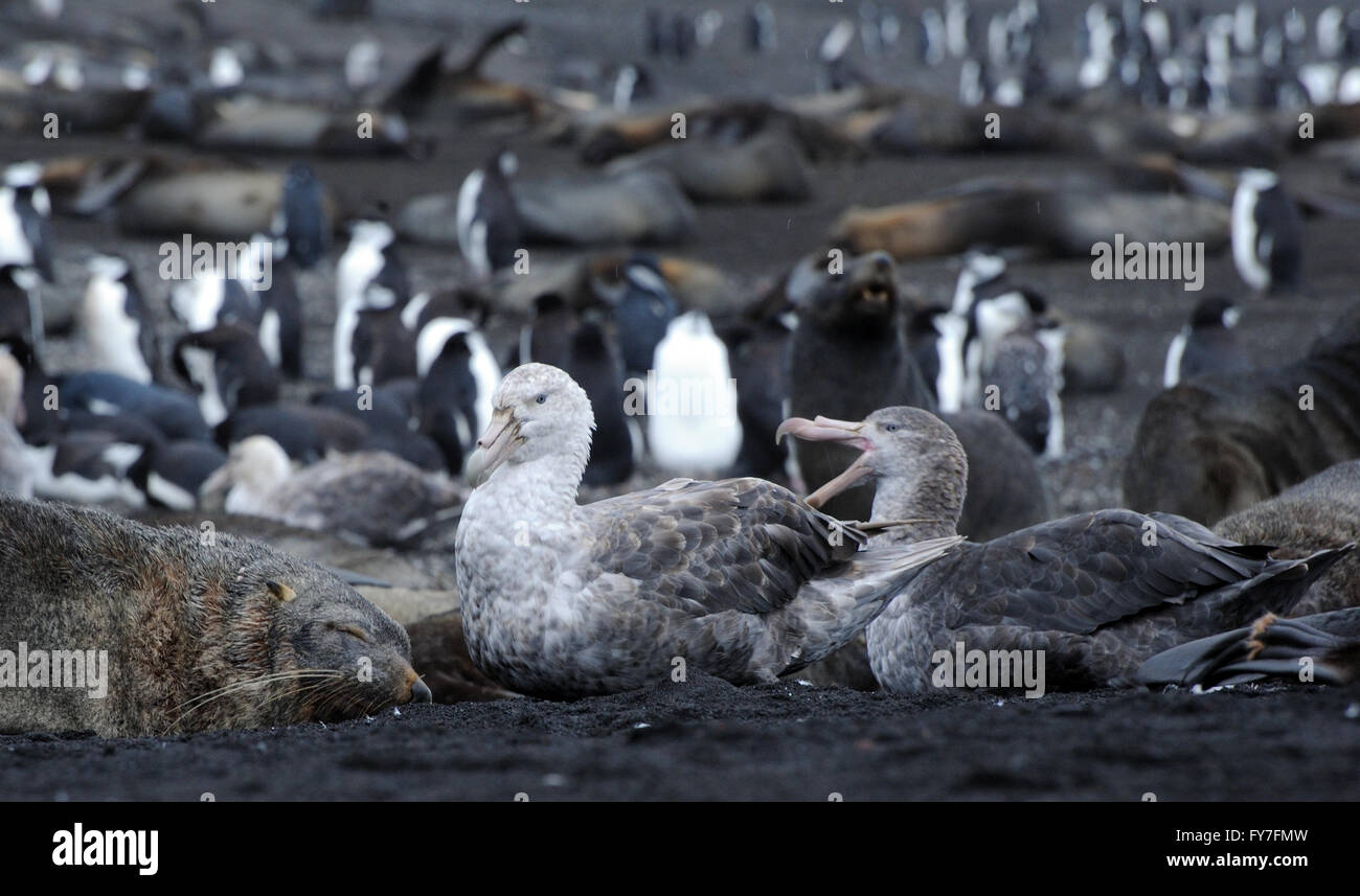 Northern papere giganti sedersi tra Antartico le foche e pinguini Chinstrap. Saunders Island. Isole Sandwich del Sud Foto Stock
