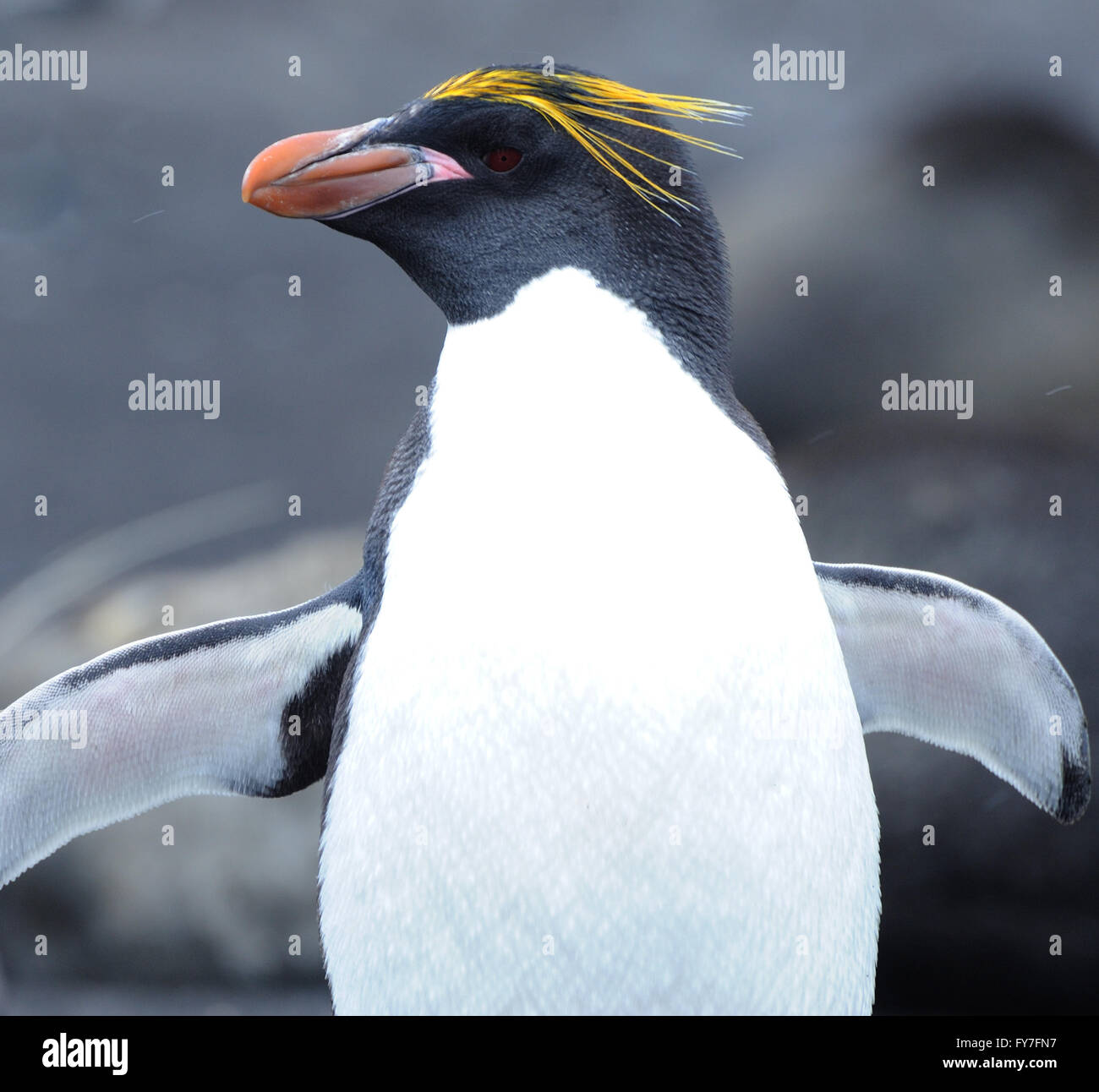 Un pinguino maccheroni (Eudyptes chrysolophus) sorge sulla sabbia nera vulcanica. Saunders Island, Isole Sandwich del Sud. Foto Stock