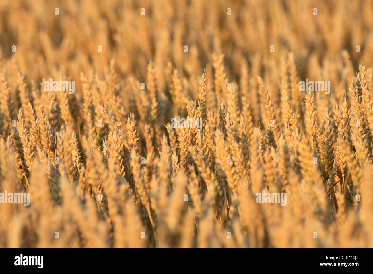 Prato di grano al tramonto Foto Stock