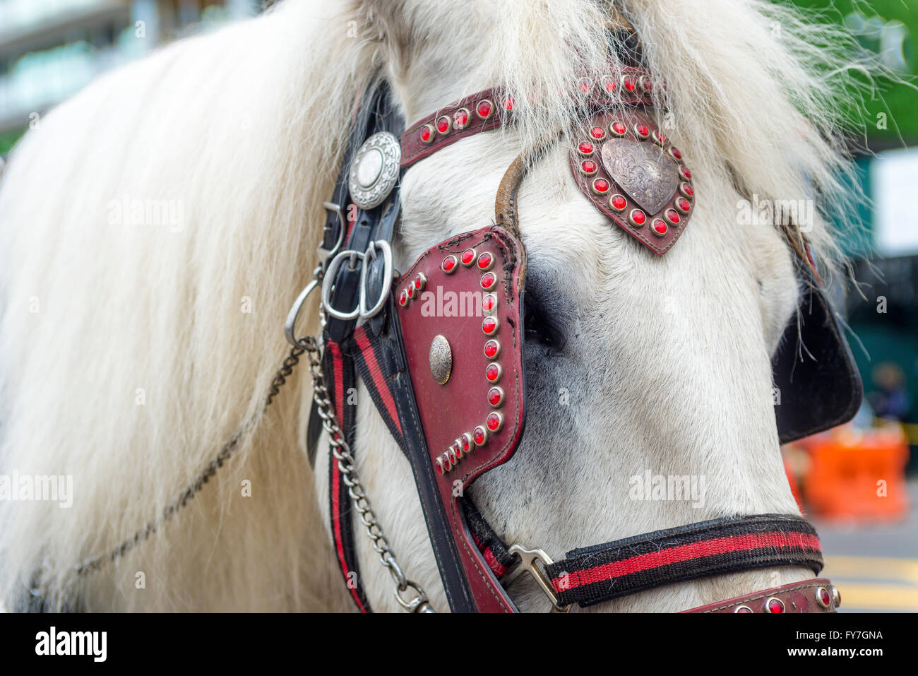 New York, NY - 31 Marzo 2016 - bianco carrello a cavallo con red briglia su Central Park South attende i clienti. ©Stacy Rosenstock Walsh Foto Stock