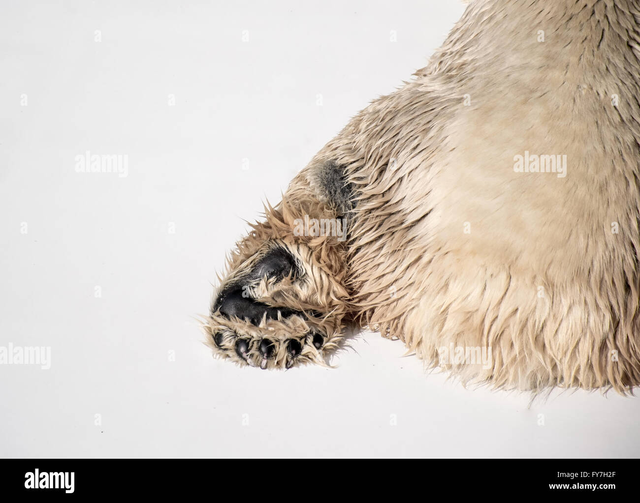 Zampa di orso polare Foto Stock