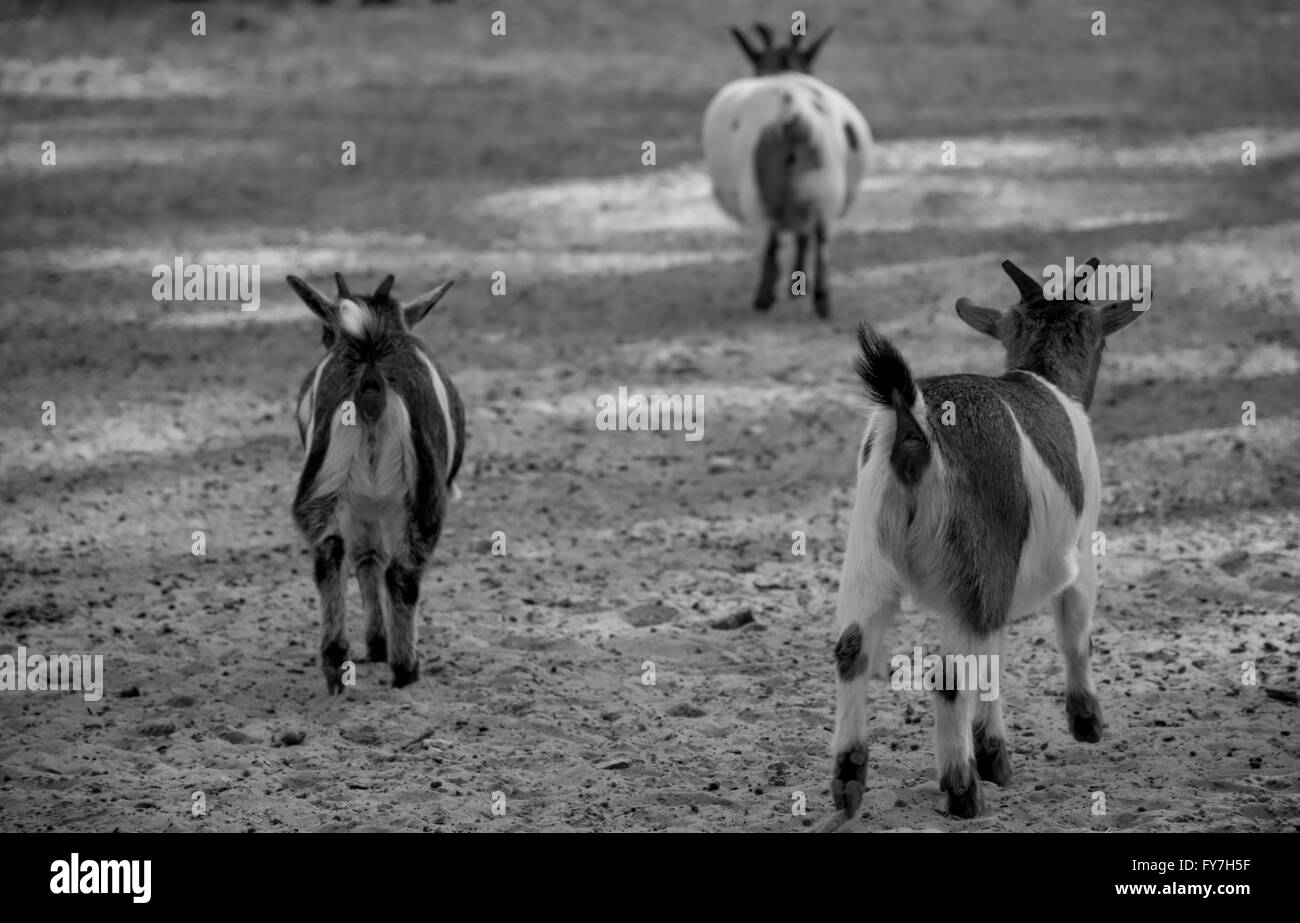 Un gruppo di capra a piedi Foto Stock