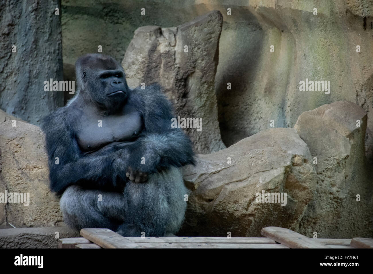 Un gorilla saggio Foto Stock