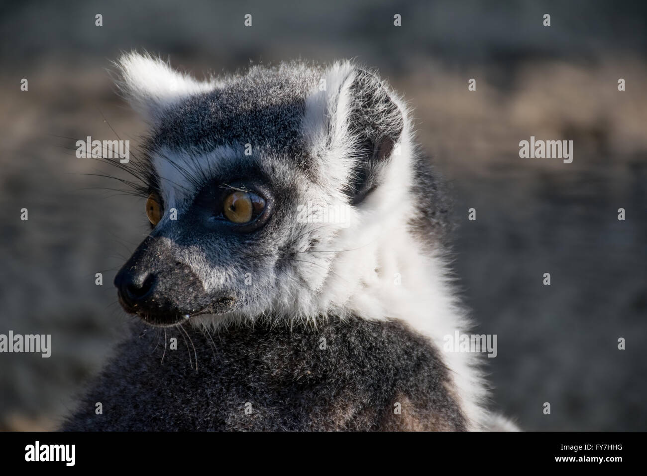 Un divertente poco lemur Foto Stock