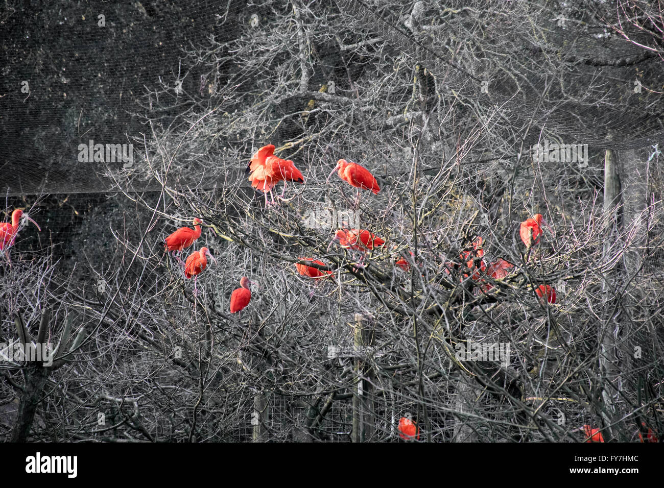 Uccelli rossi in un albero morto Foto Stock