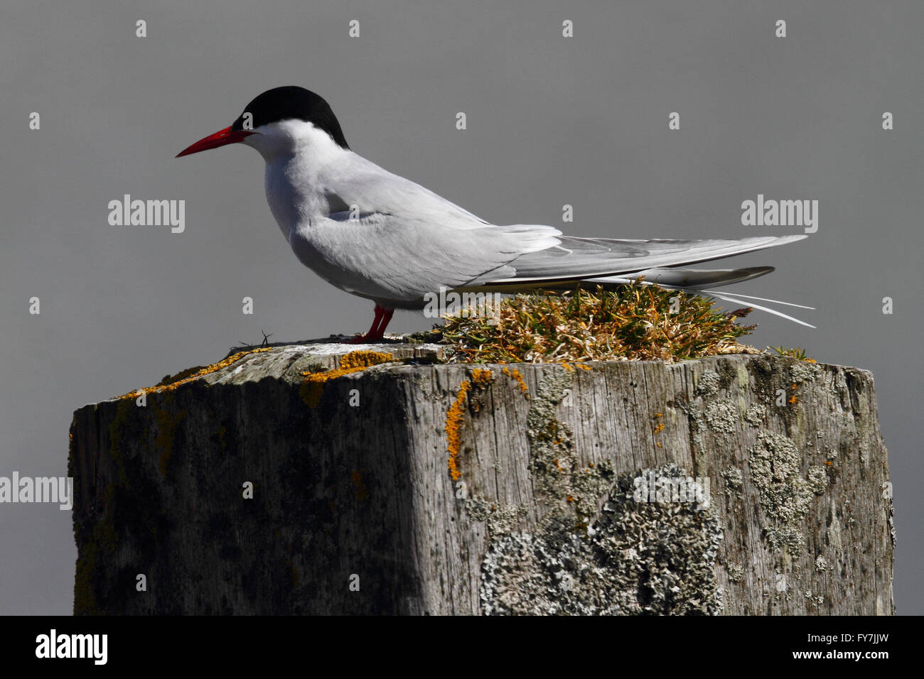 Arctic Tern (sterna paradisaea) Foto Stock