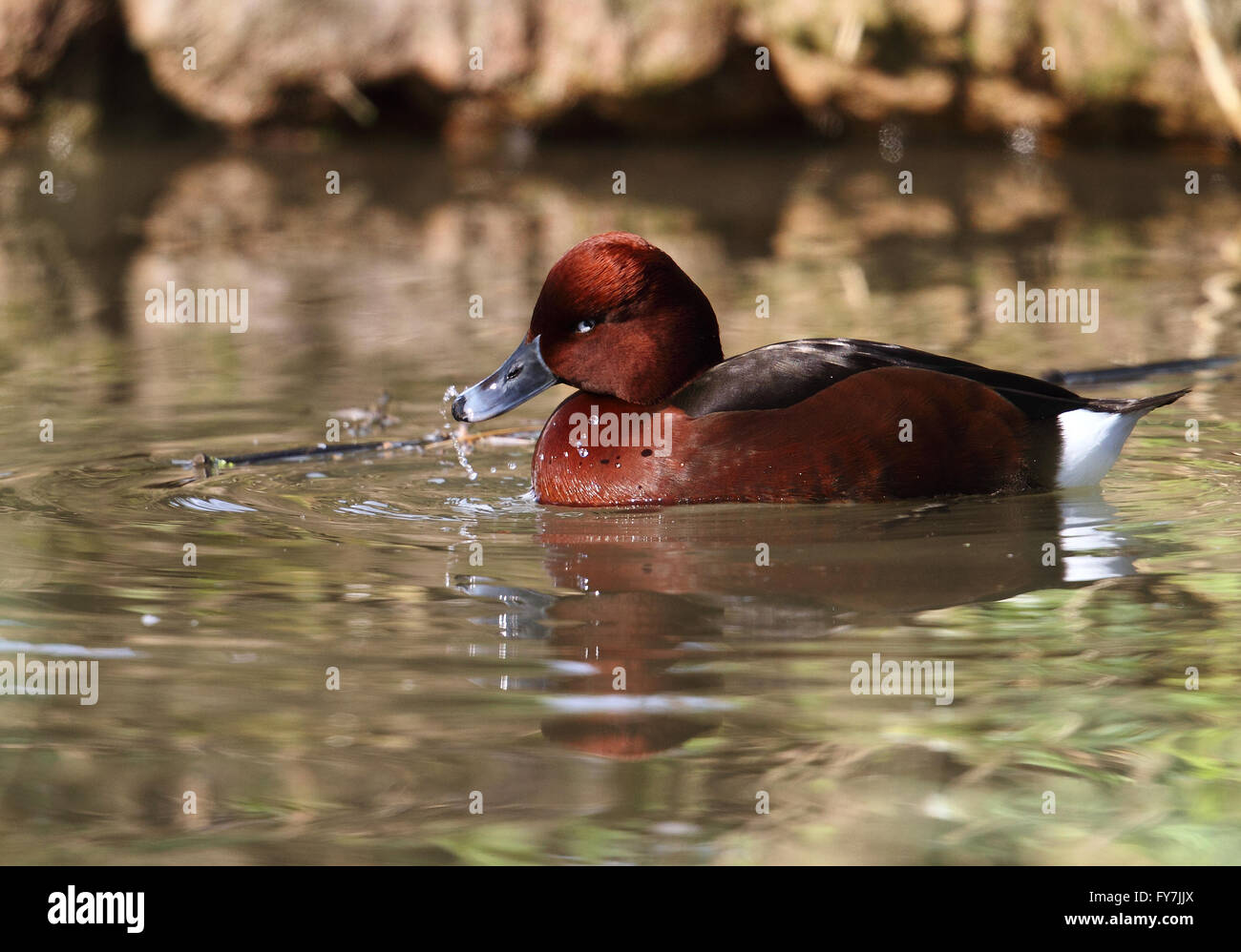 Moretta tabaccata (Aythya nyroca) Foto Stock