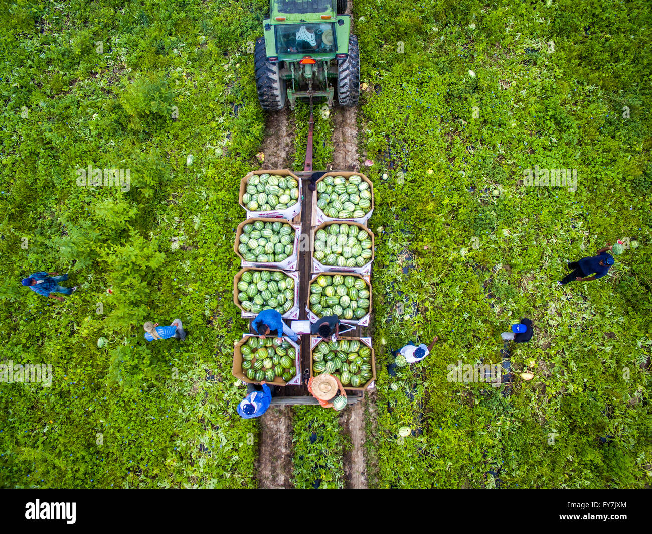 Vista aerea di Worms farm (Sudano) la raccolta di cocomeri di Preston MD Foto Stock