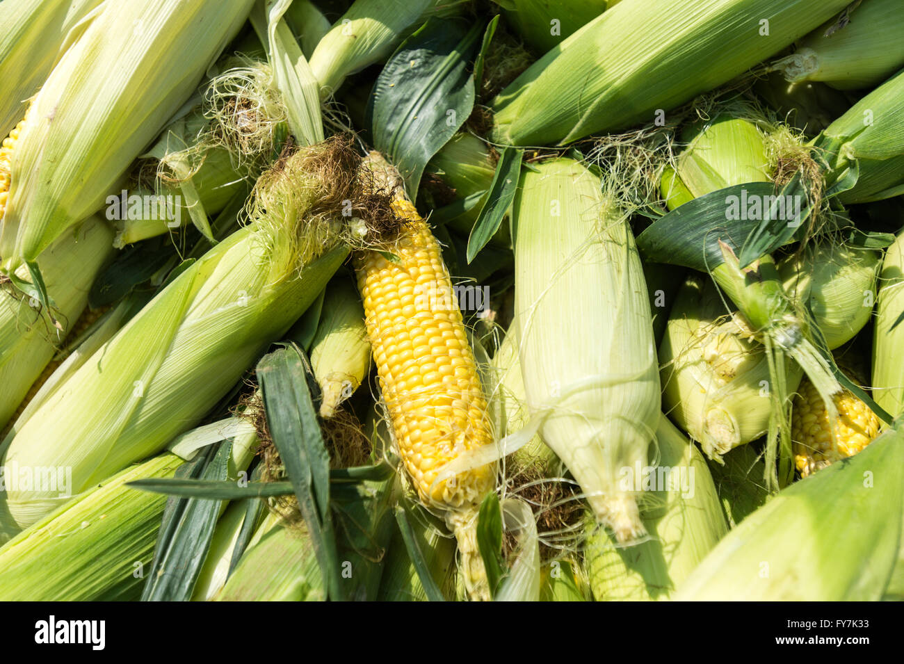 Granoturco a Bluestem Farm in Chestertown, MD. Foto Stock