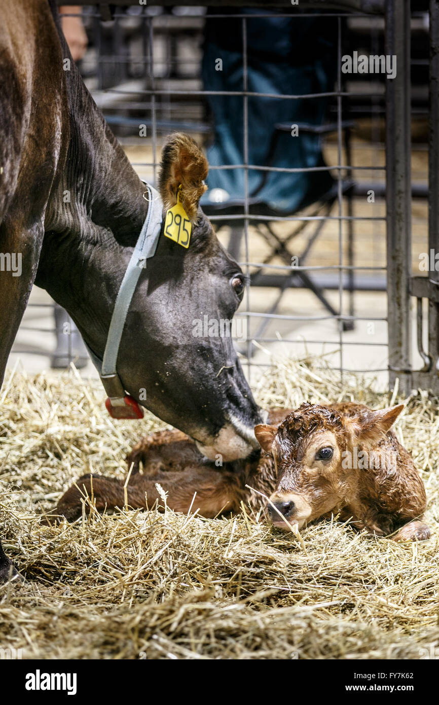 Madre di mucca e il suo vitello neonato al 2015 dello Stato del Maryland in Fiera Timonium, MD. Foto Stock