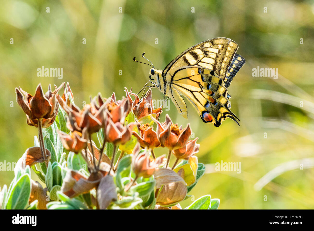 Papilio Machaon, butterfly normalmente chiamato giallo a coda di rondine Foto Stock