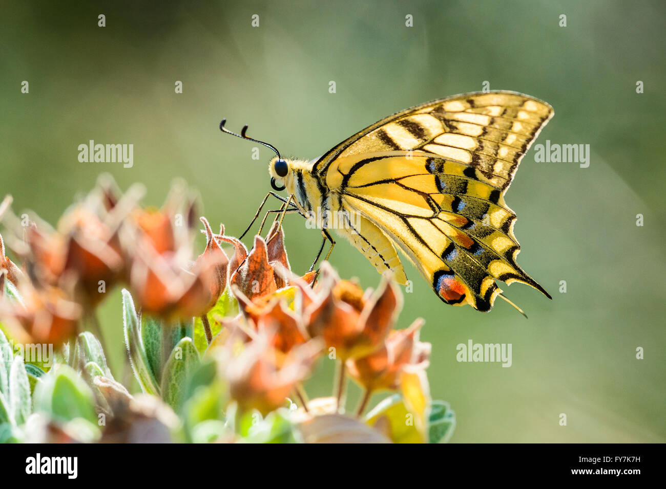 Papilio Machaon, butterfly normalmente chiamato giallo a coda di rondine Foto Stock