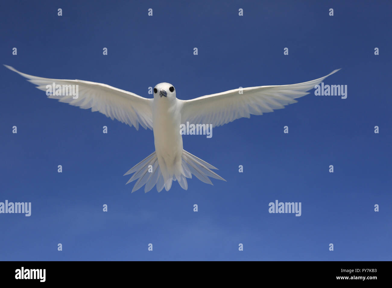 Flying Fairy Tern bird Foto Stock