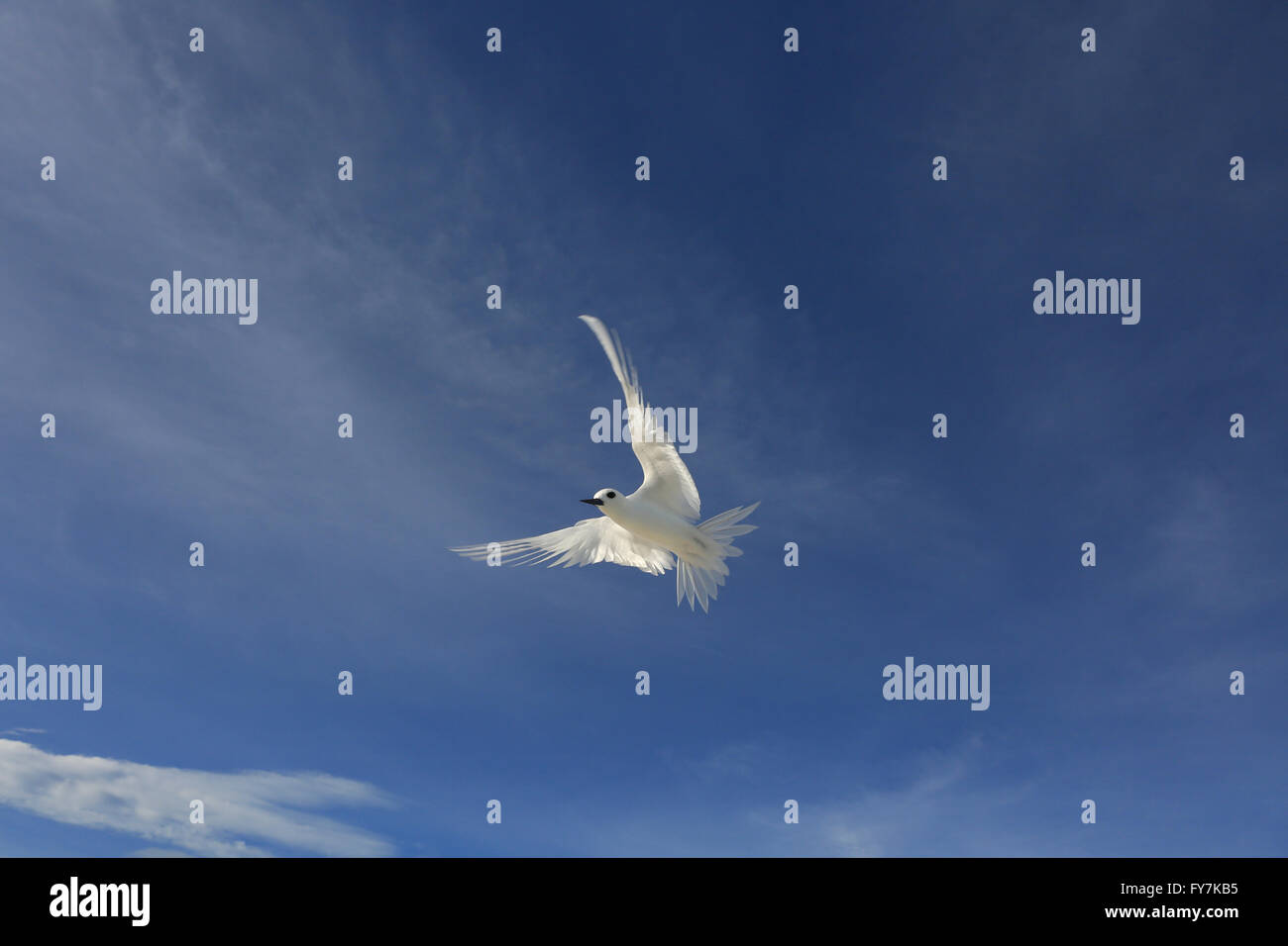 Flying Fairy Tern bird Foto Stock