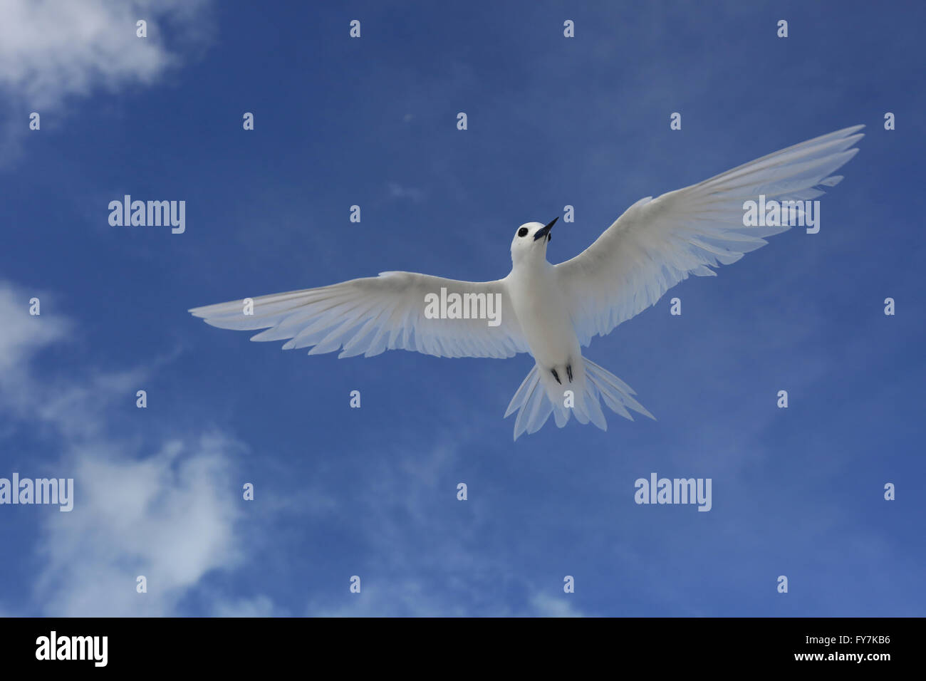 Flying Fairy Tern bird Foto Stock