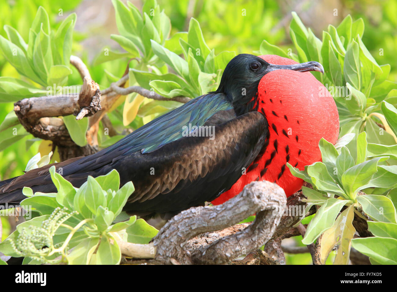 Frigatebird maschio durante la stagione di accoppiamento, l'isola di Christmas, Kiribati Foto Stock