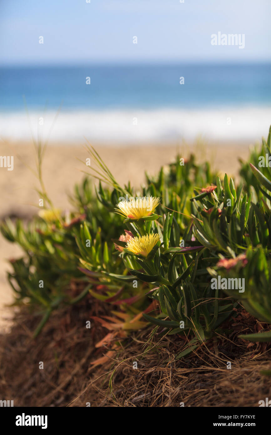 Impianto di ghiaccio succulenti Carpobrotus edulis, spunto la copertura del terreno sulla spiaggia di sabbia con sfondo oceano in primavera in California Foto Stock