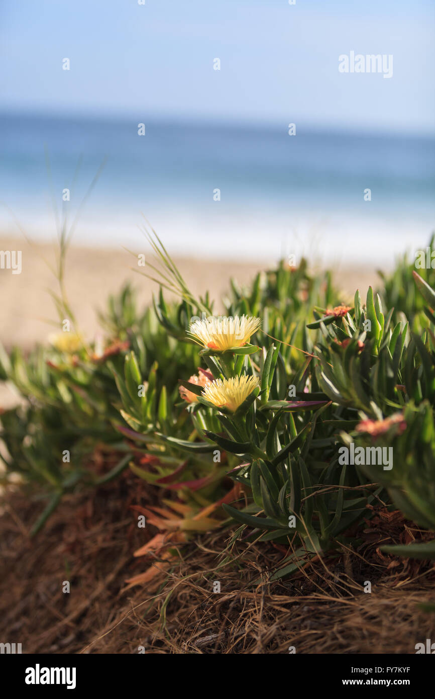 Impianto di ghiaccio succulenti Carpobrotus edulis, spunto la copertura del terreno sulla spiaggia di sabbia con sfondo oceano in primavera in California Foto Stock