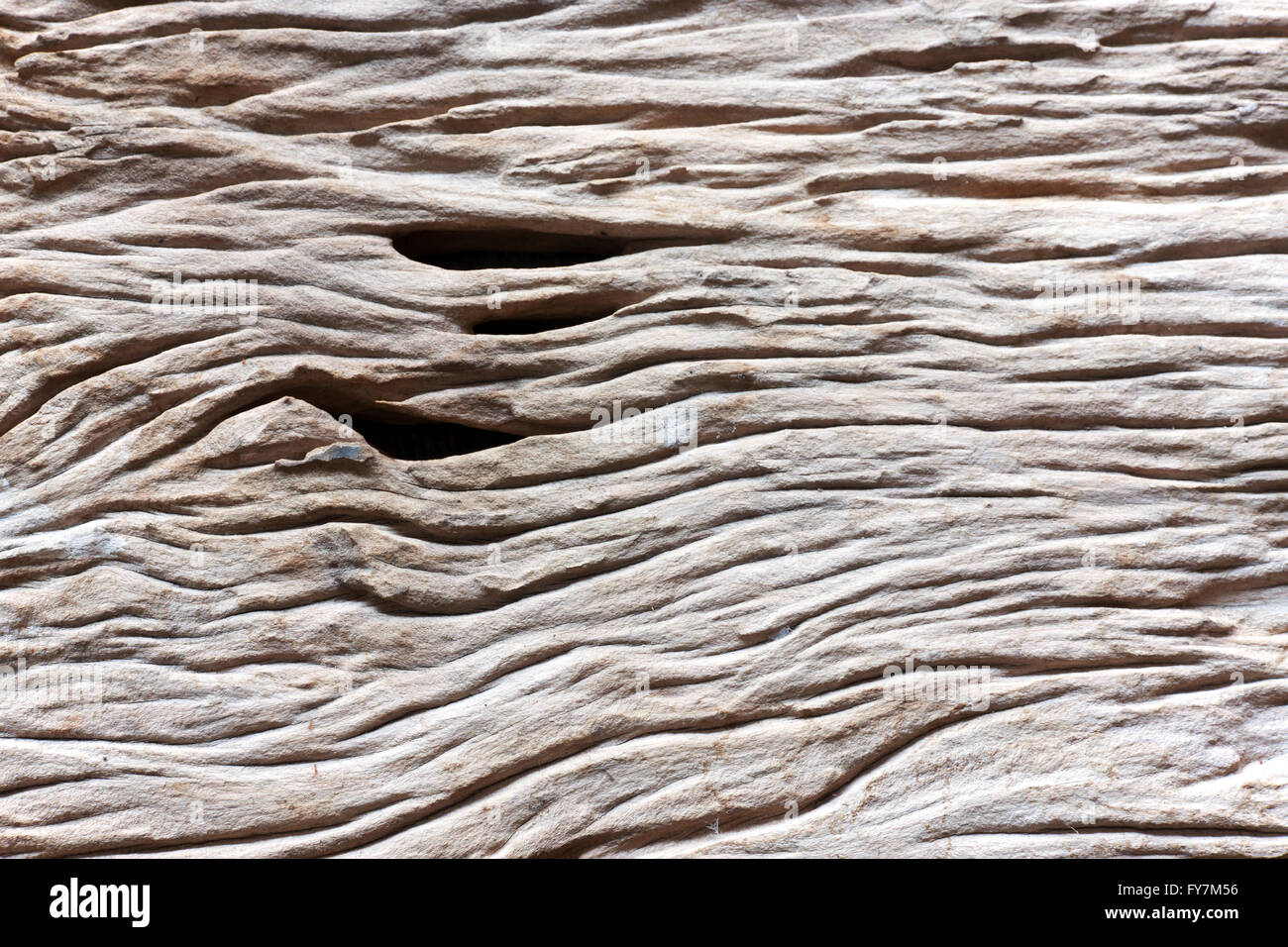 Ruvido legno naturale. Spettacolo di corrosione sotto la superficie nel tempo. Lay piatto Foto Stock