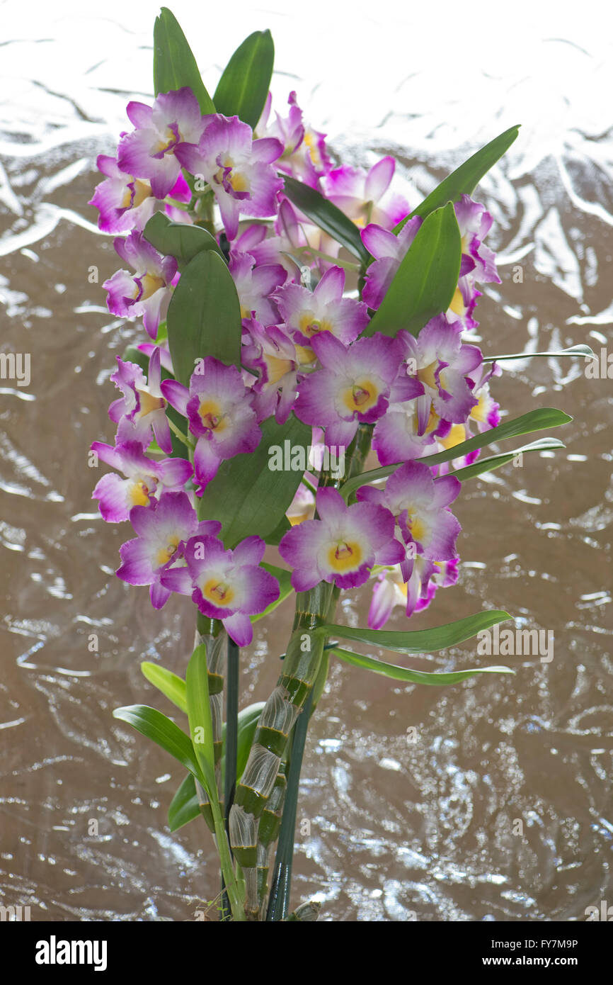 Nobile dendrobium, Dendrobium nobile, una rosa fioritura orchidee coltivate con pseudobulbs formata nei gambi Foto Stock