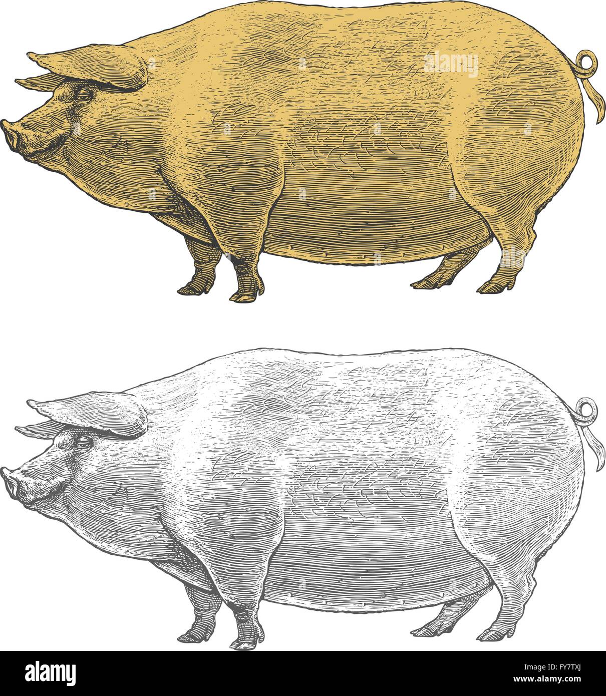 Il maiale o suina nel vintage stile di incisione su sfondo trasparente Illustrazione Vettoriale