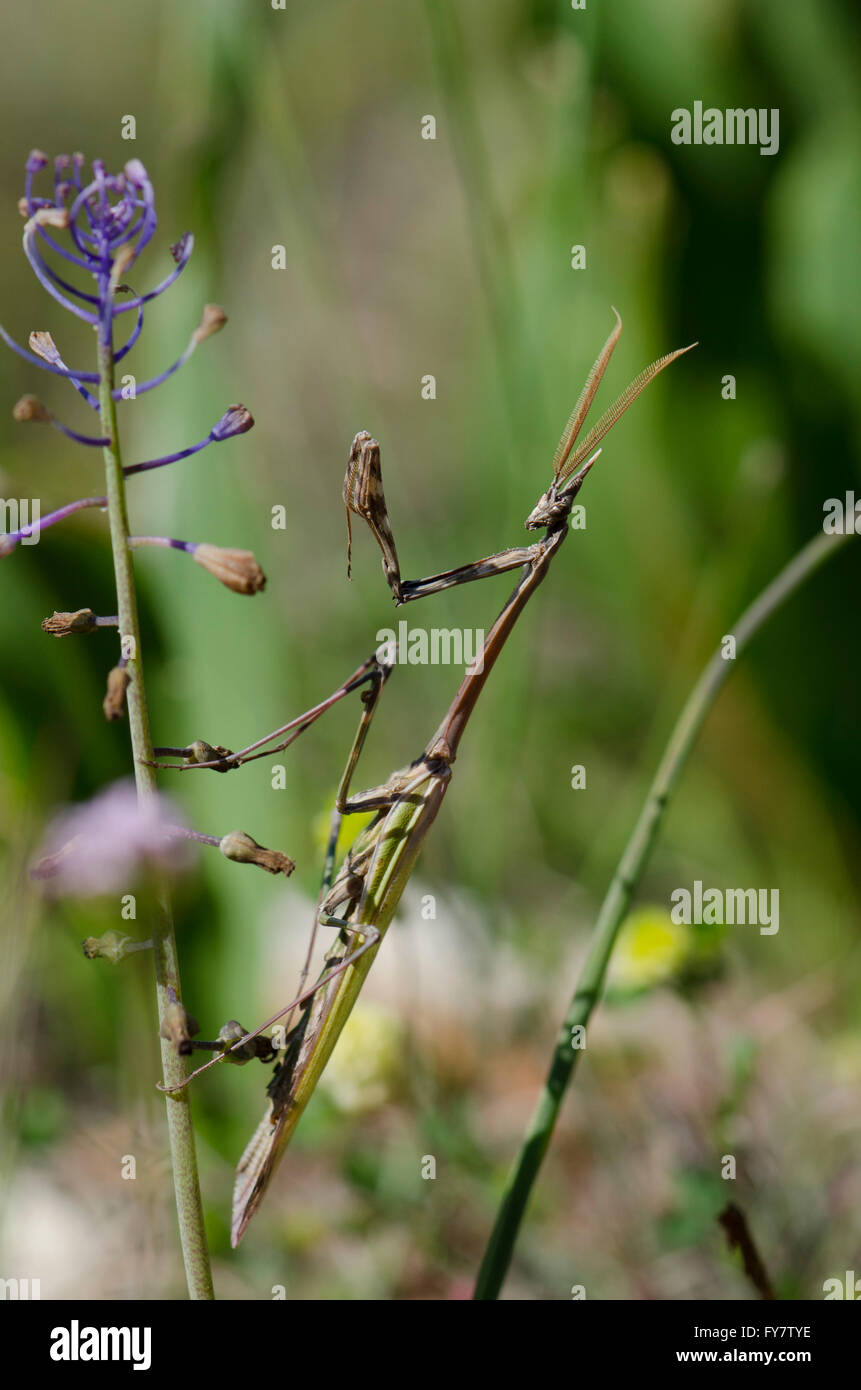 Conehead mantis, Empusa Pennata (maschio), Andalusia, Spagna. Foto Stock