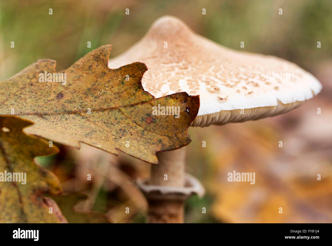 Parasol (fungo Macrolepiota procera o Lepiota procera) nella foresta, macro (messa a fuoco selettiva) Foto Stock